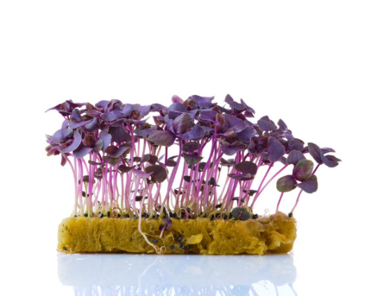 Микрозелень базилика фиолетового XXL фото 3